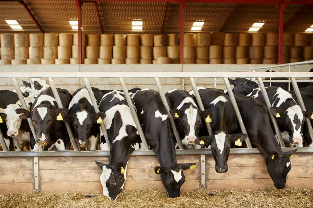 Cattle Fattening Business Plan