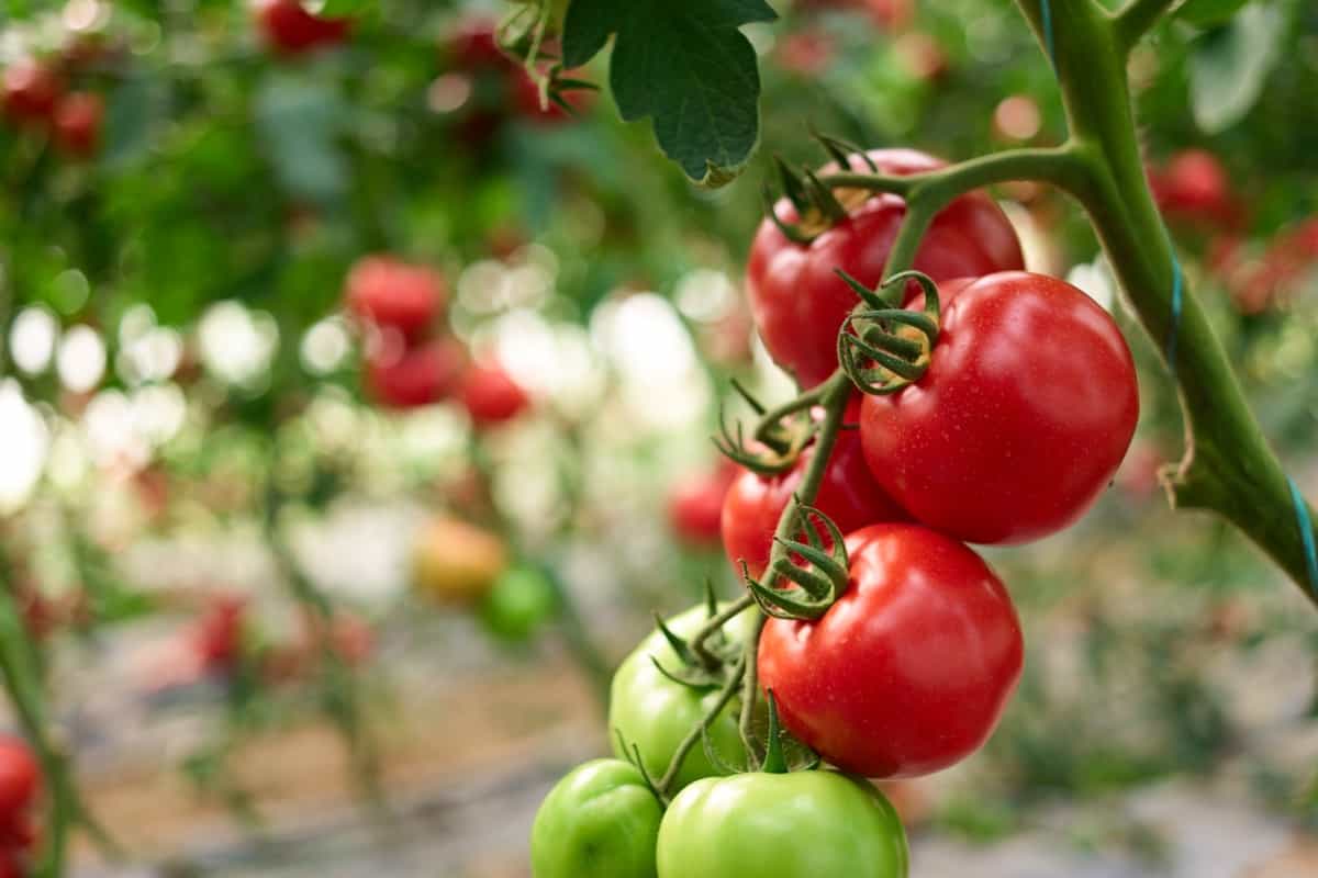 Ripening of tomatoes in greenhouse