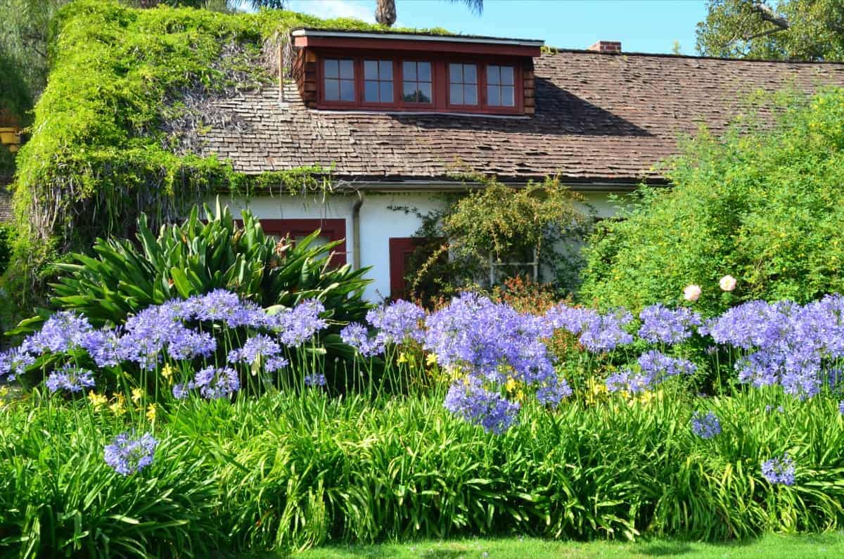 cottage home house surrounded by purple flowers and green trees