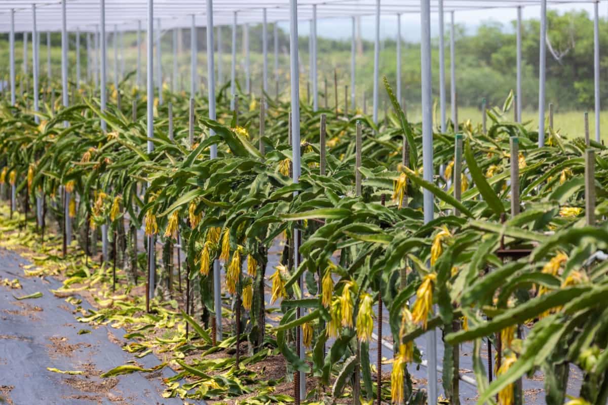 Pest and Disease Management of Dragon Fruit 
