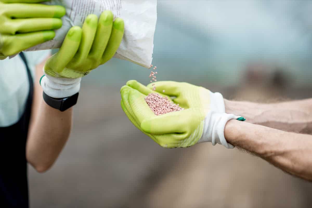 Mineral Fertilizer for Jackfruit Trees