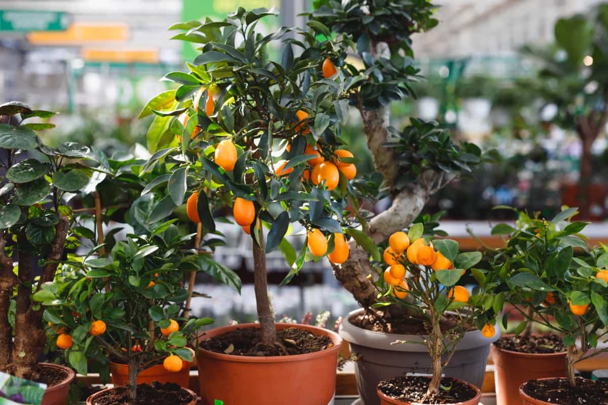 Fertilizing Potted Kumquat Trees