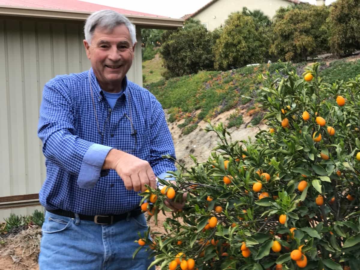 Kumquat Farming