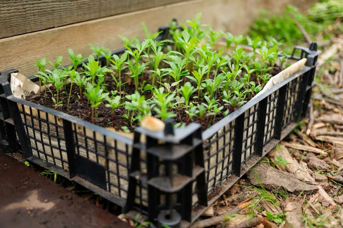 Marigold seedlings grow in a greenhouse for transplantation into open ground into a garden