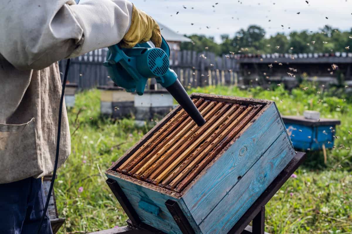 beekeeper blows out bees from hive with blower to remove honeycomb