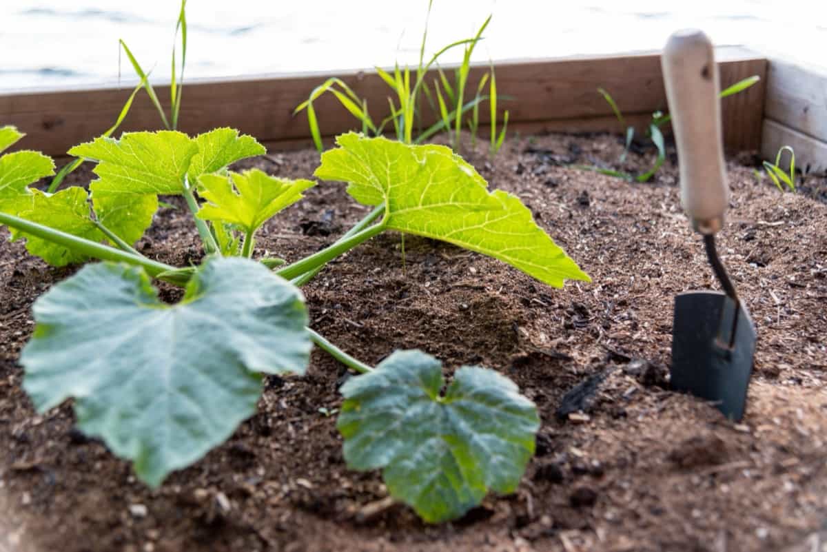 Vegetable garden box with young plant and spade in organic soil