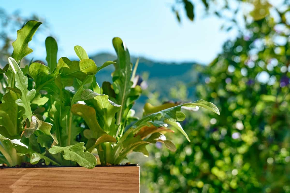 Young lettuce seedlings in wooden box in vegetable balcony garden