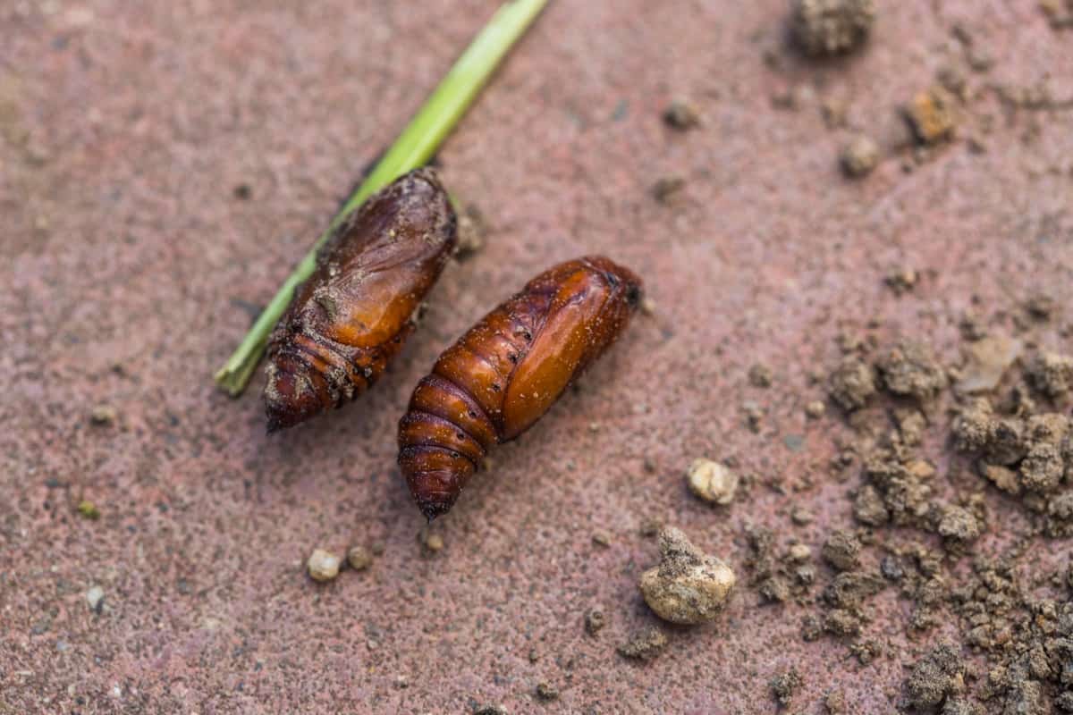 How to Control Bugs in Garden Soil Naturally
