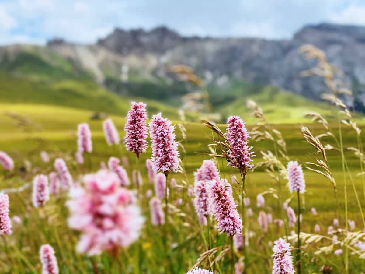 Wildflowers in alpine meadow
