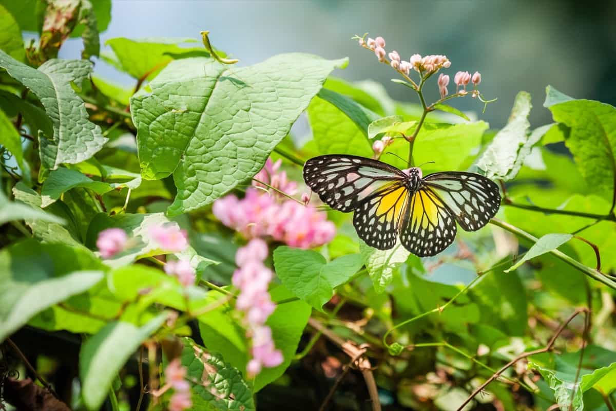 How to Design a Butterfly Garden