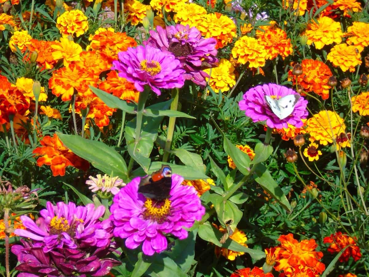 Garden full of colourful flowers and butterflies