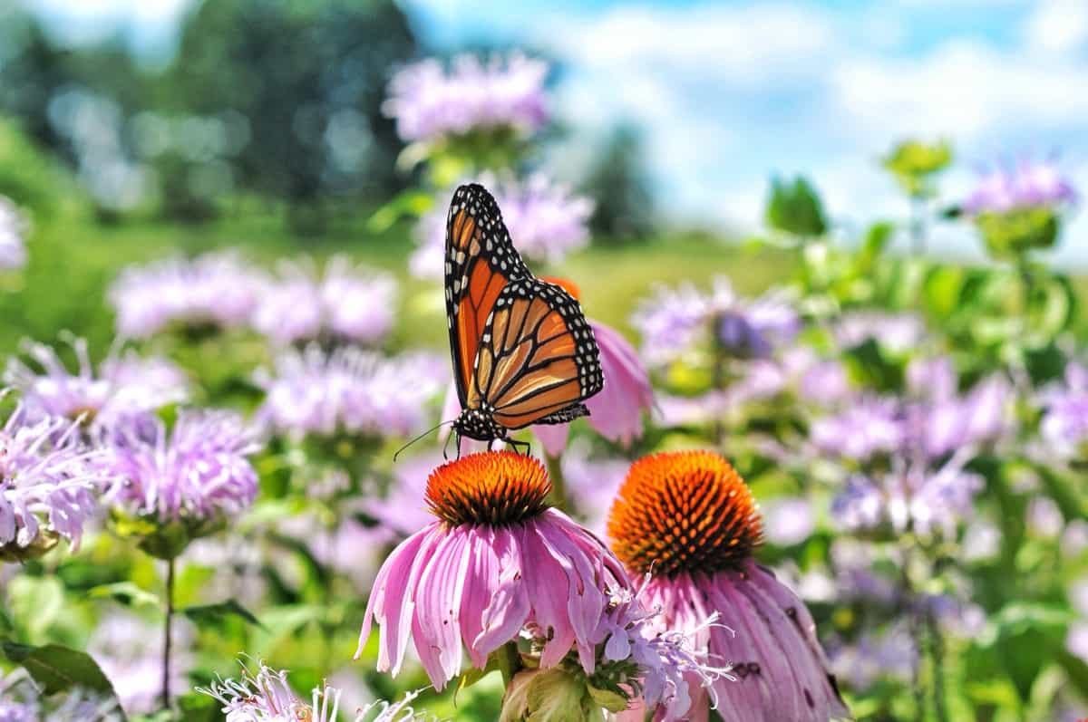 Orange monarch butterfly insect on a summer garden of pink coneflowers