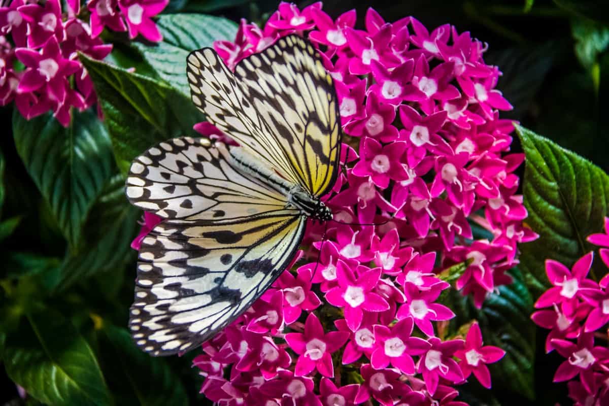 White Butterfly on a flower