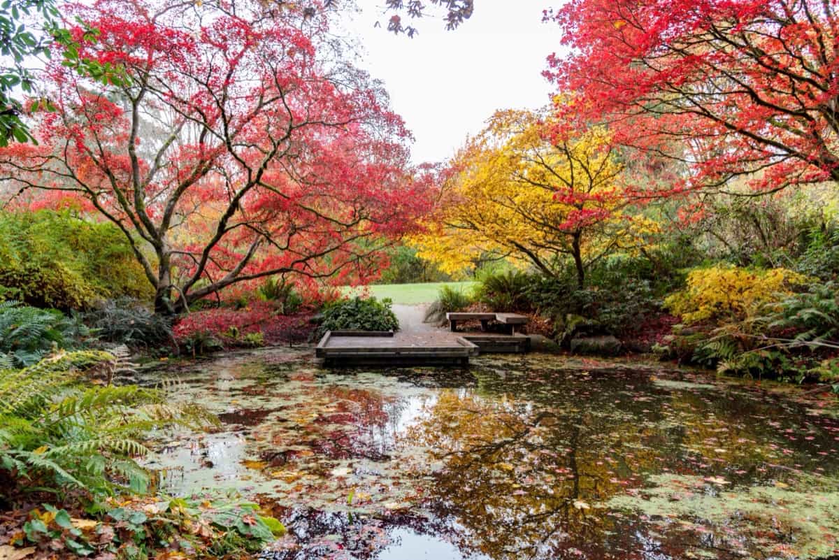 How to Design a Japanese-inspired Zen Garden