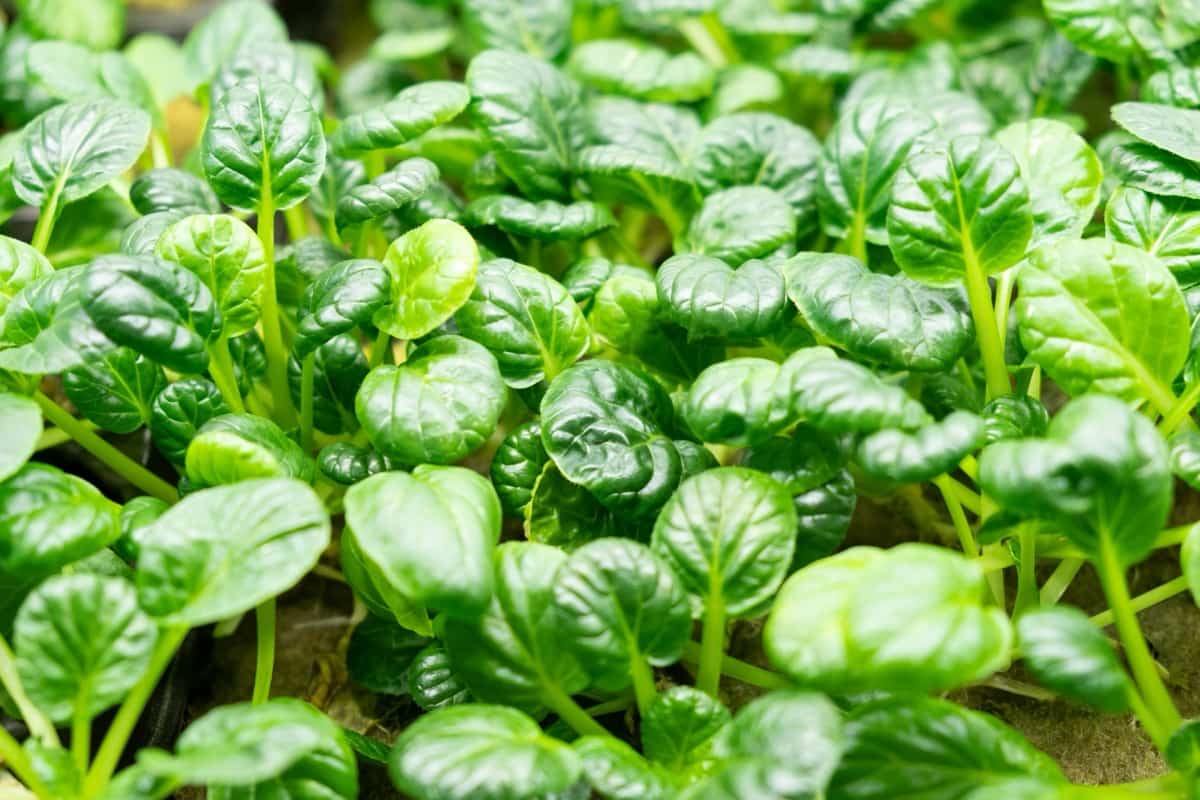City ​​farm for growing microgreens