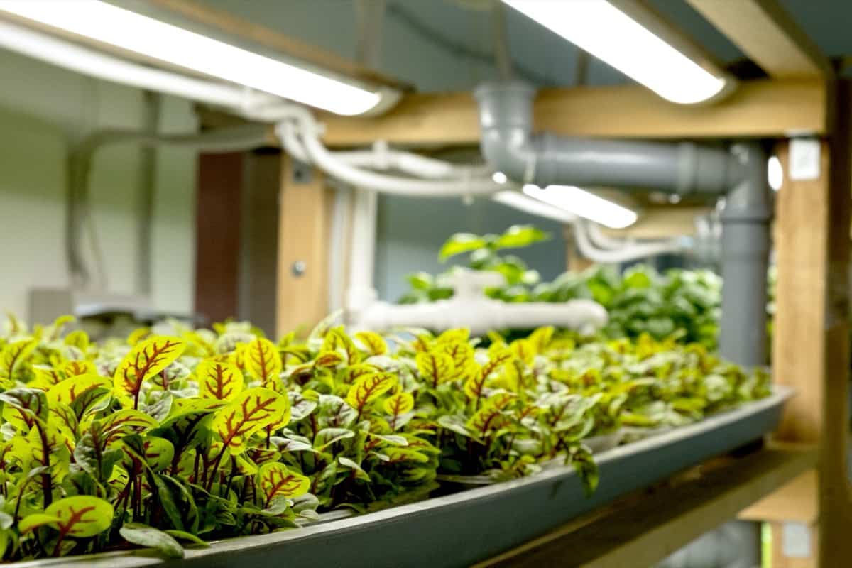 microgreens farming indoor
