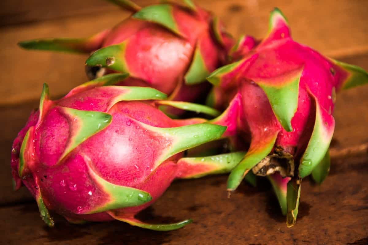 How to Stop Flower Drop and Fruit Drop in Dragon Fruit Plants