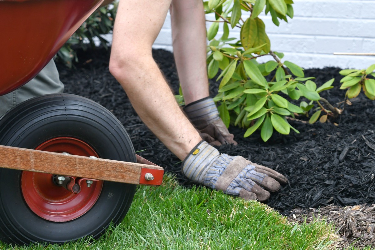 How to Use Mulch to Conserve Water and Suppress Weeds 