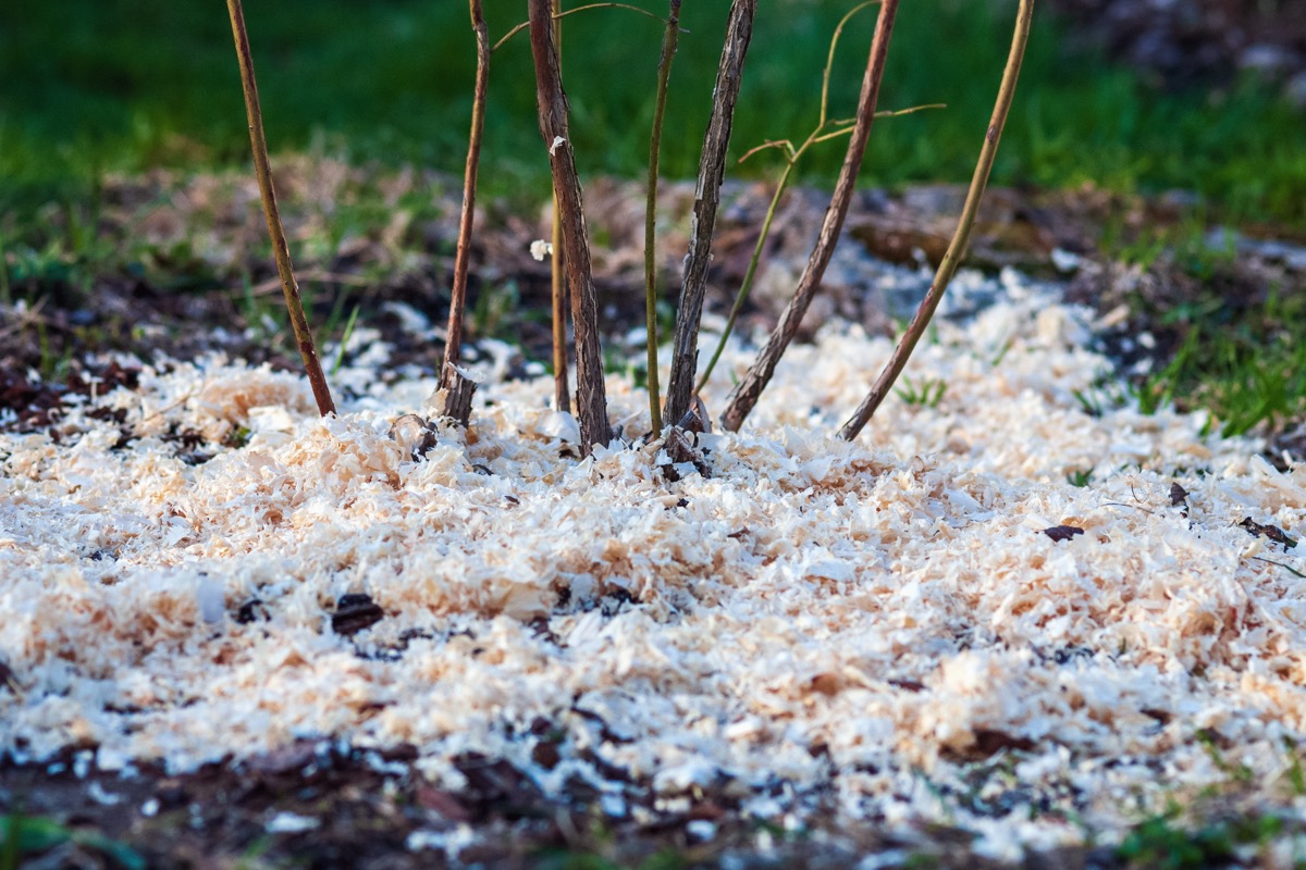 Sawdust mulching around the blueberry bush