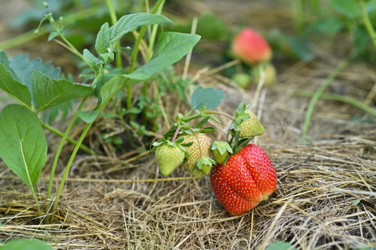 strawberries on a bush in the garden
