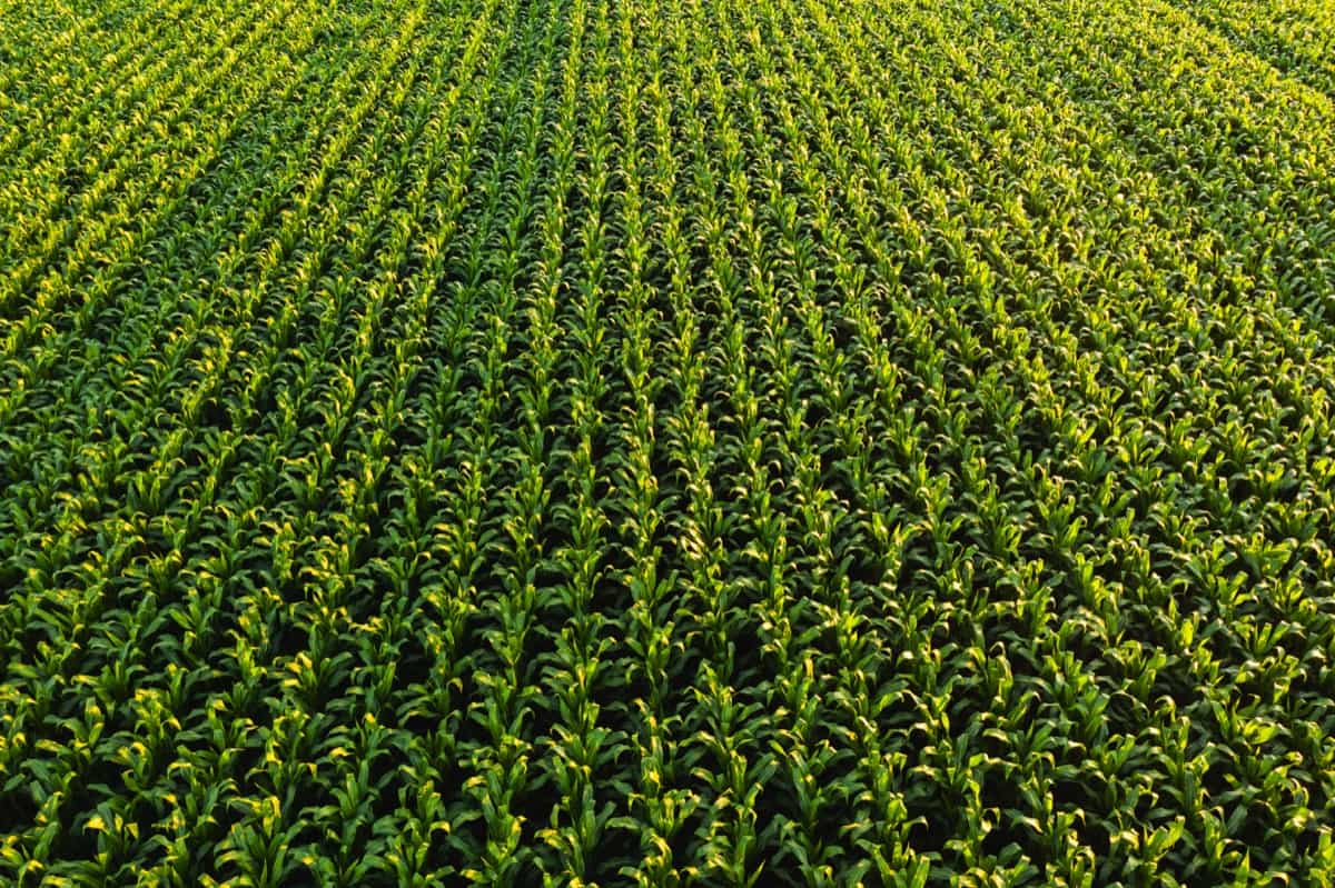 rows of maize plant.
