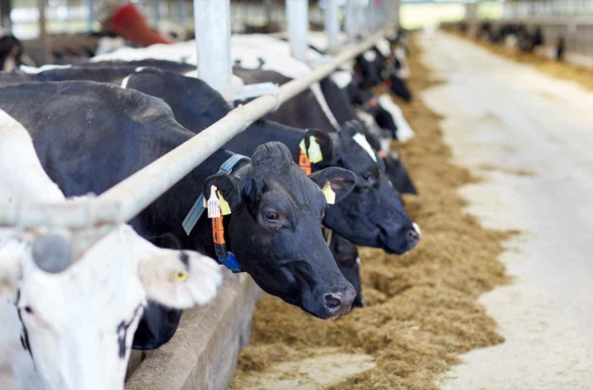 Feeding Cows in a dairy farm