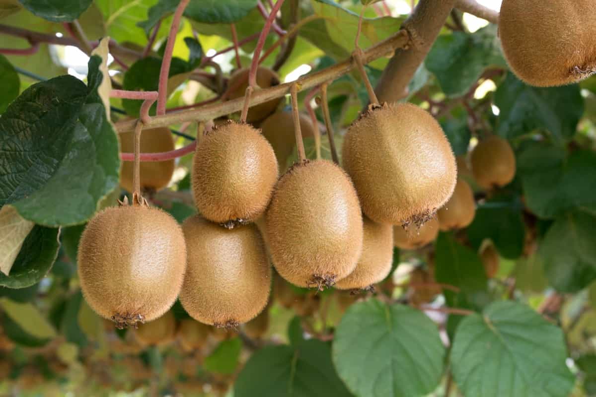 Kiwifruit Farming Project Report