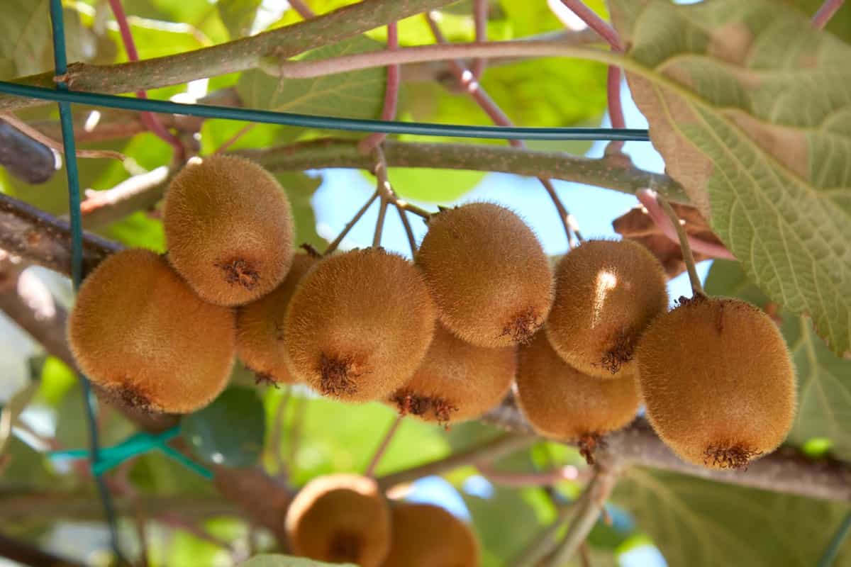 Kiwifruit Tree