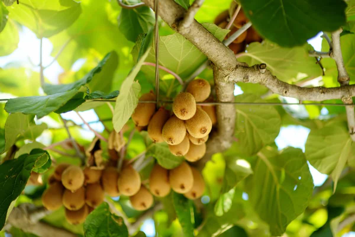 Kiwifruits on a branch