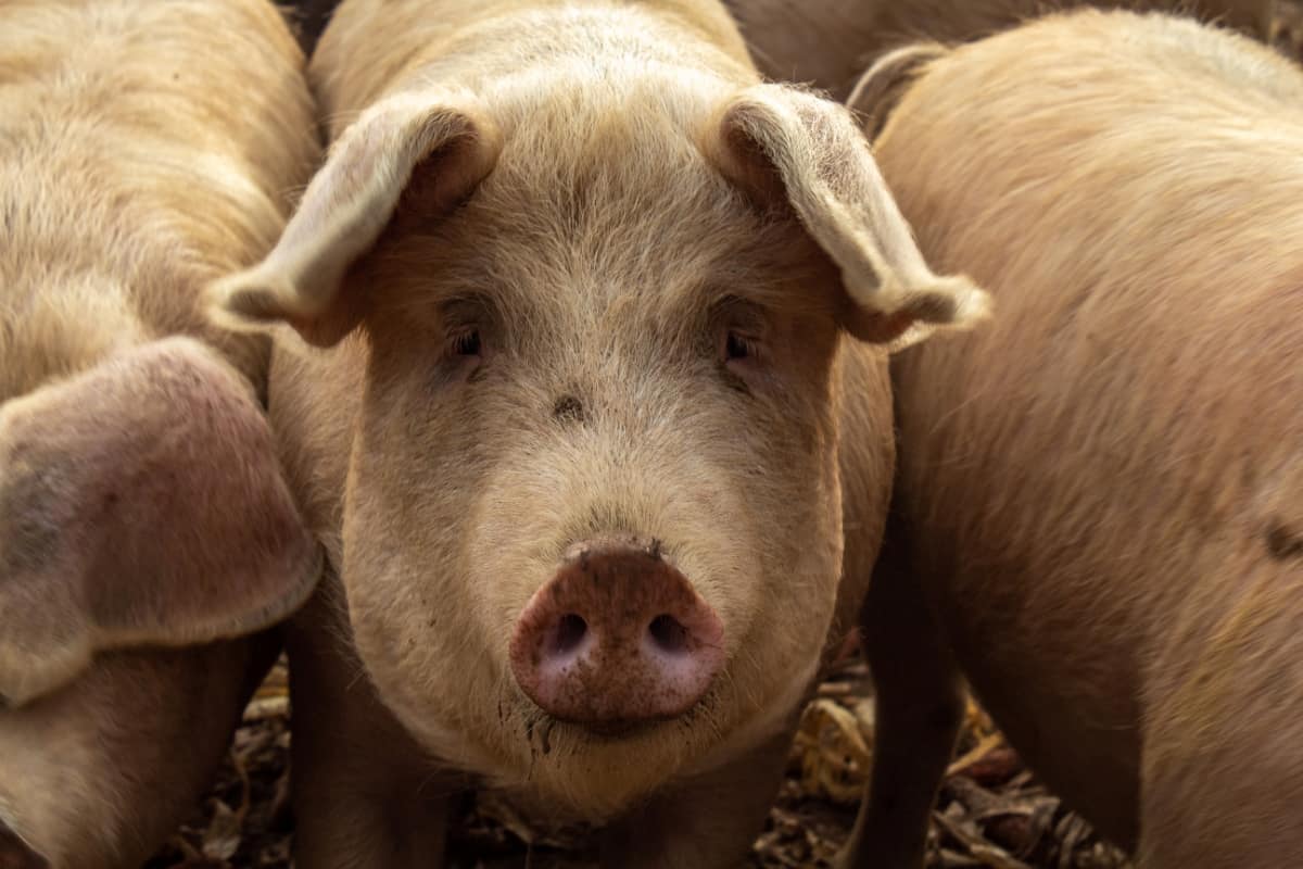 Pigs on A Farm