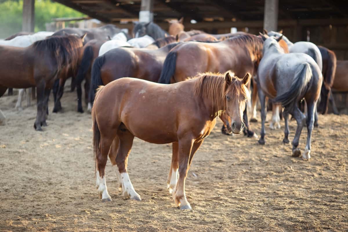 Herd of Horses on The Farm
