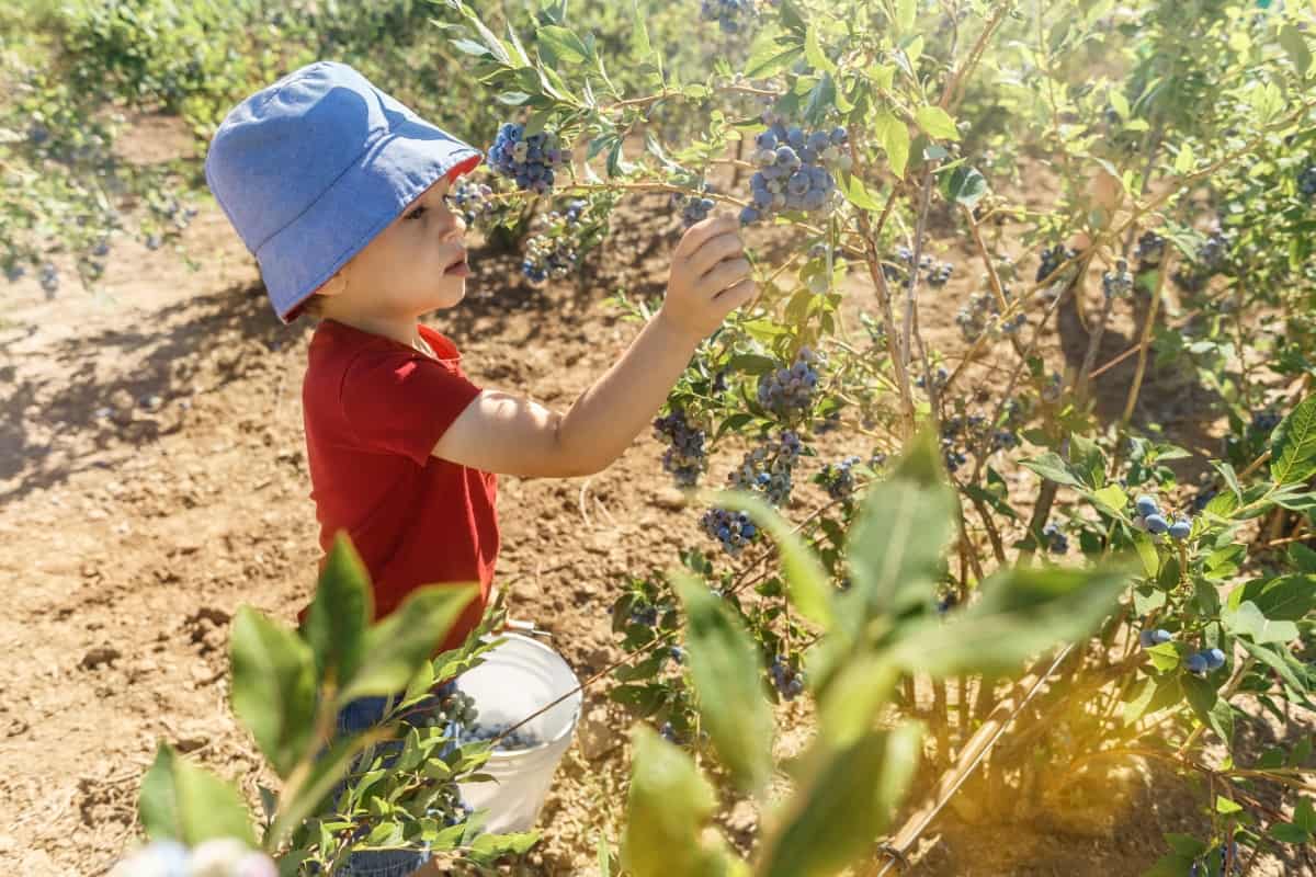 Managing Pests and Diseases in Blueberry Farms