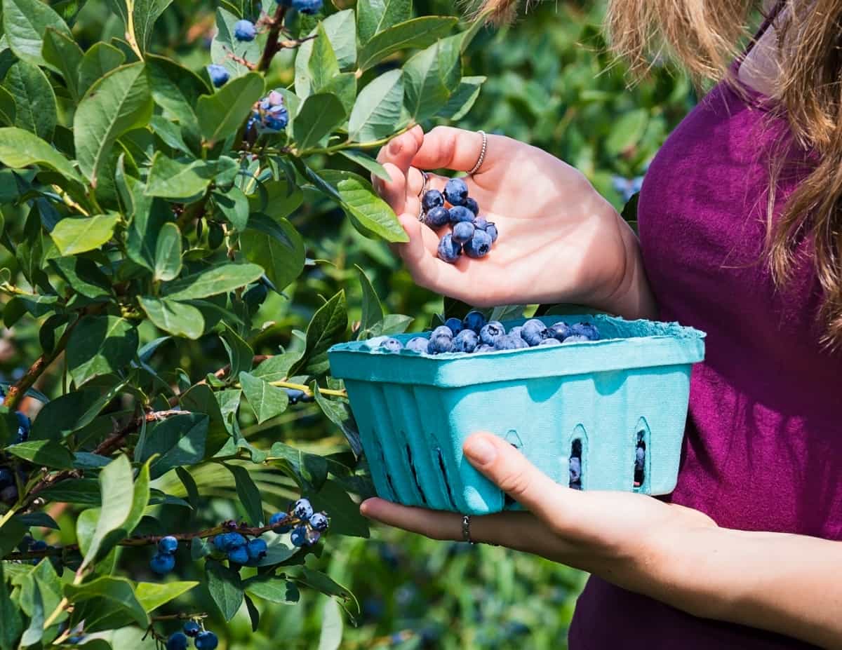 Woman Picking Blueberries 