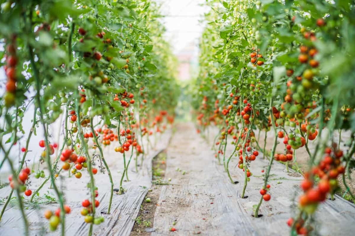 Maximize Tomato Yields with Precision Farming