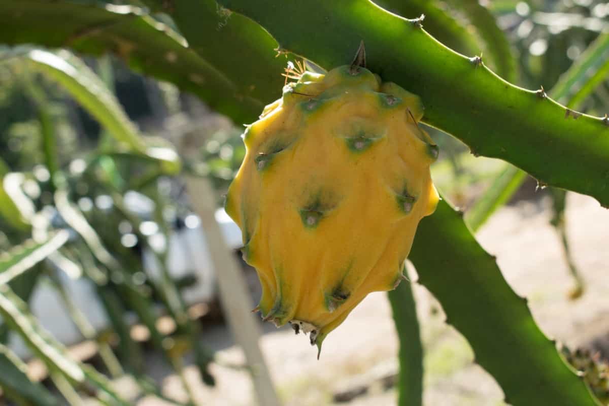 Pruning and Training Methods for Dragon Fruit Plants
