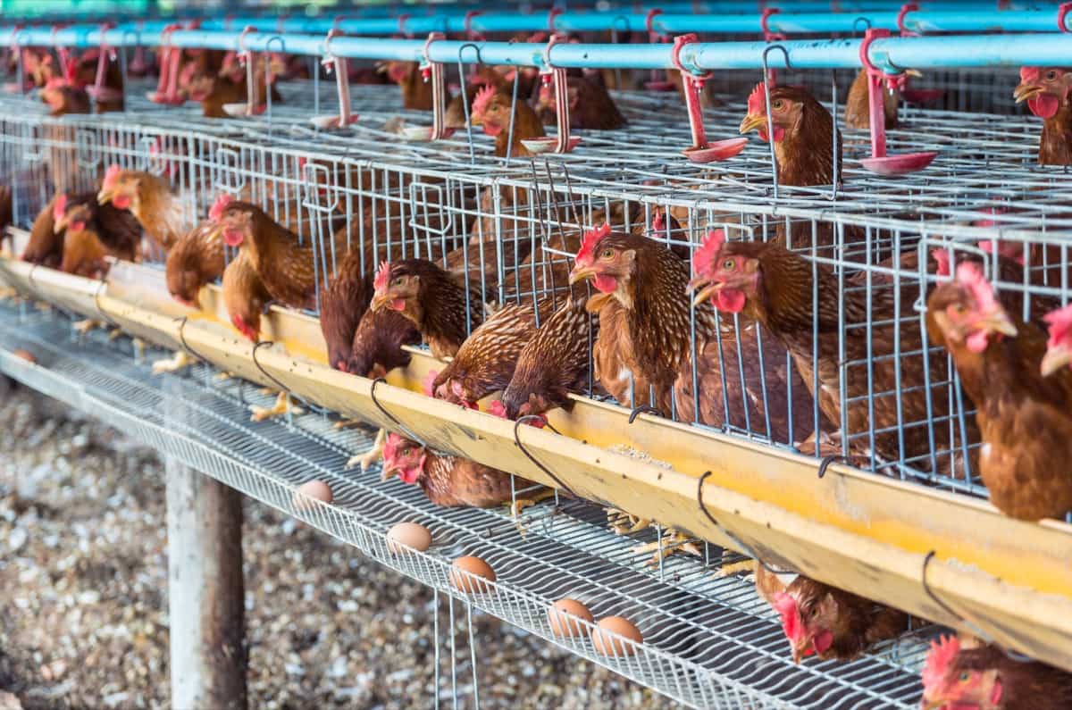 Steps to Start a Poultry Farm in Iowa