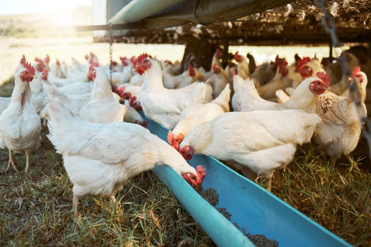 Steps to Start Poultry Farming in Michigan