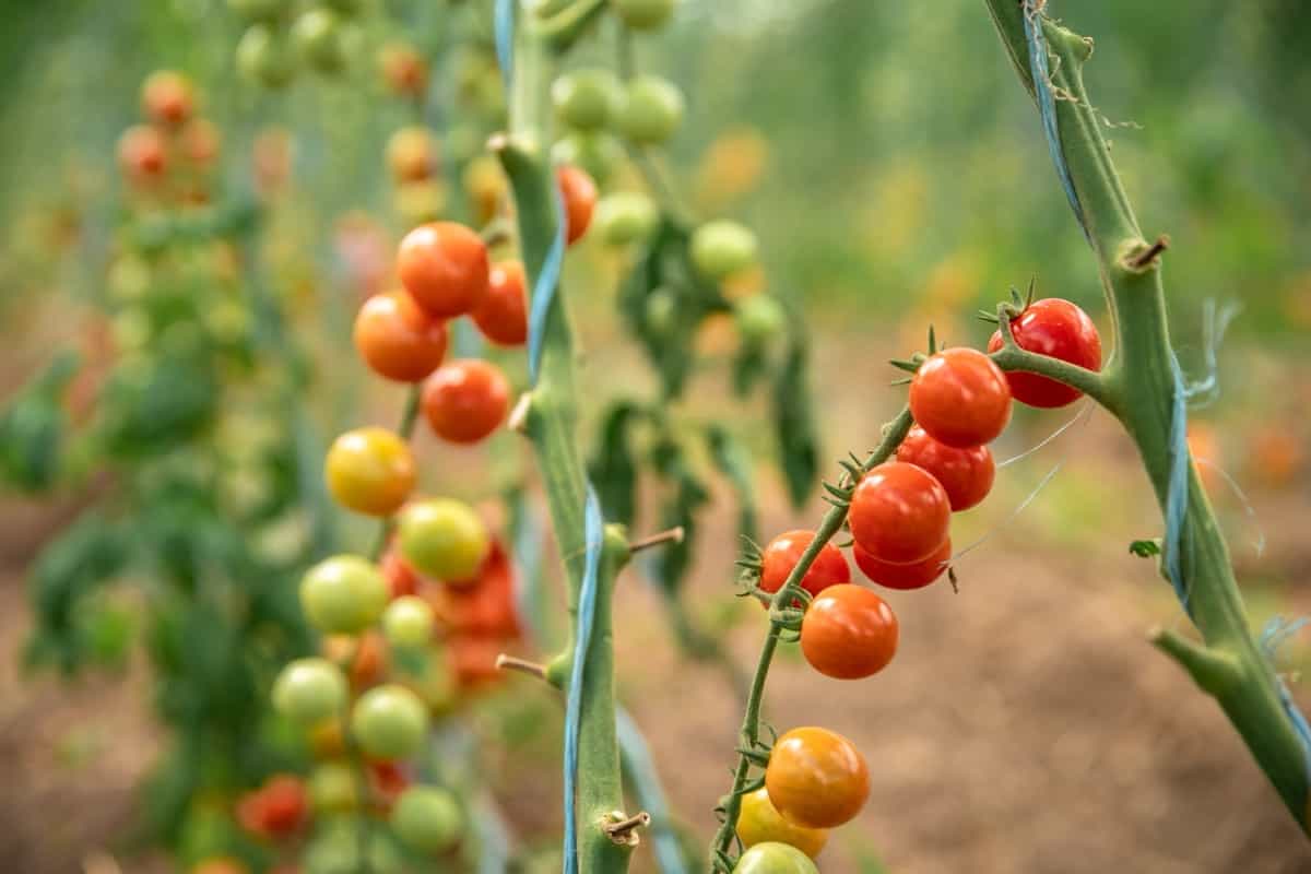 Cherry Tomato Plants