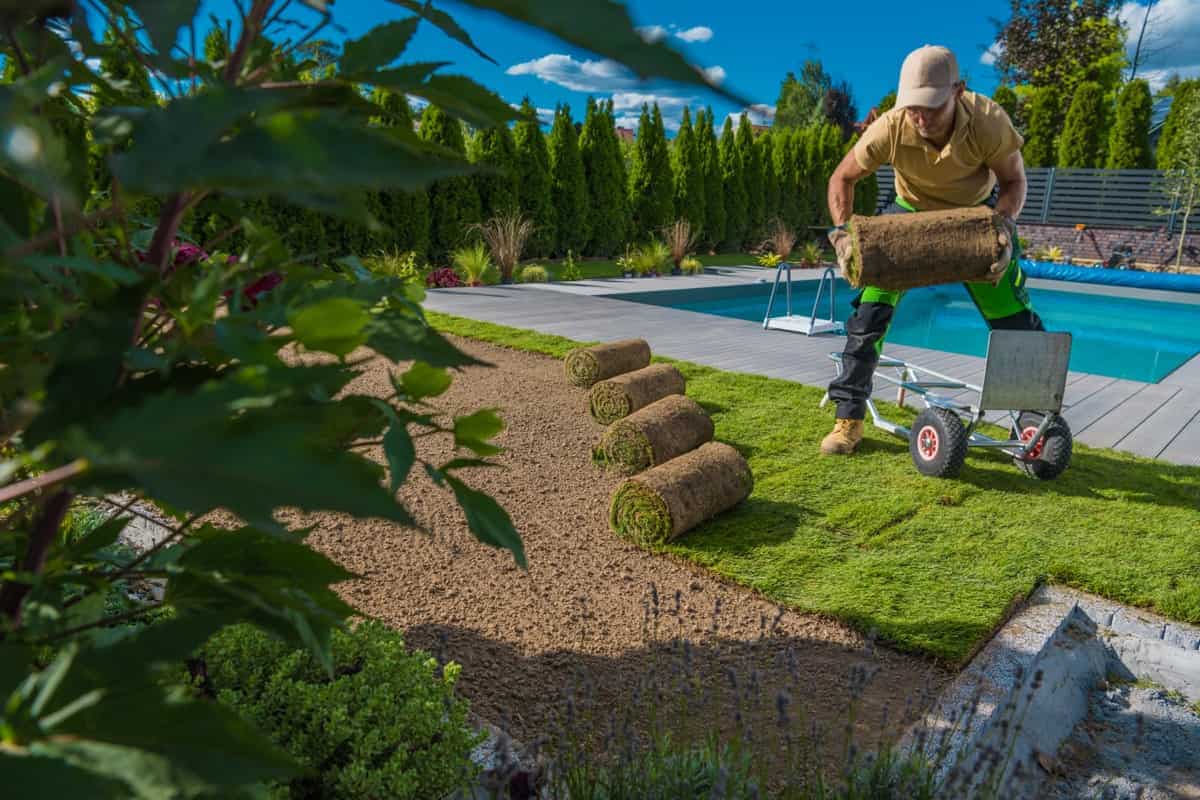 Landscaping Worker Installing Fresh Lawn Made From Natural Grass