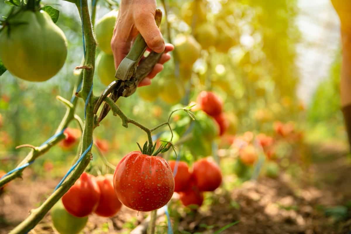 Tomato Farming in the Fall