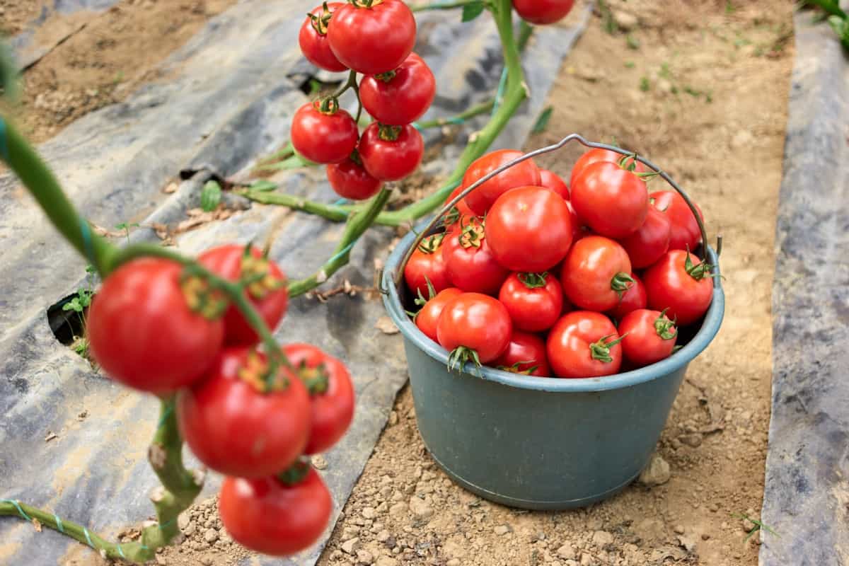 Harvest of ripe tomatoes at organic farm