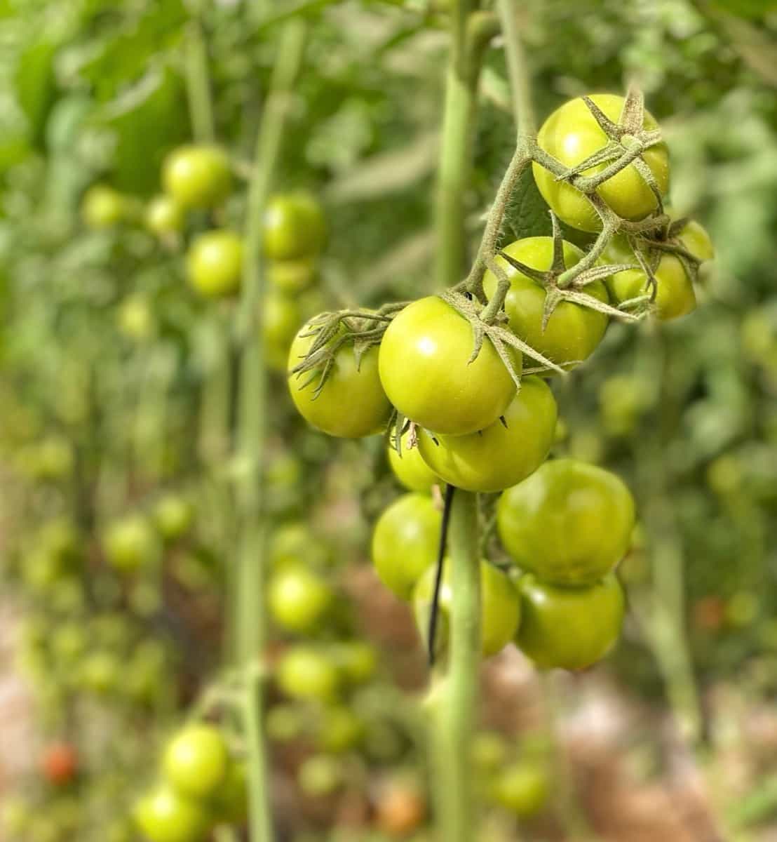 Ripening green organic tomatoes