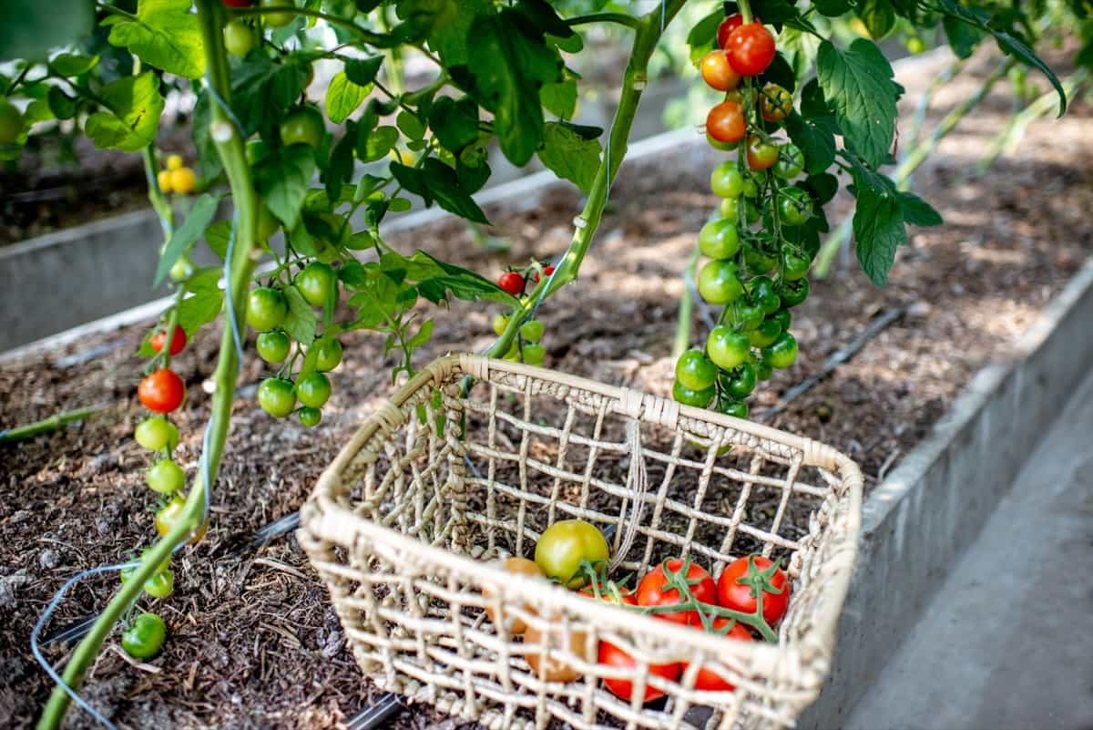 Tomato Farming with Biodynamic Practices