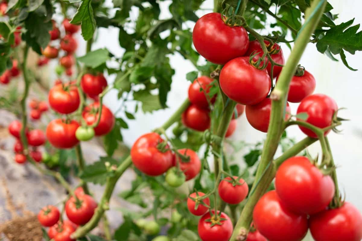 Red tomatoes on branch at organic farm