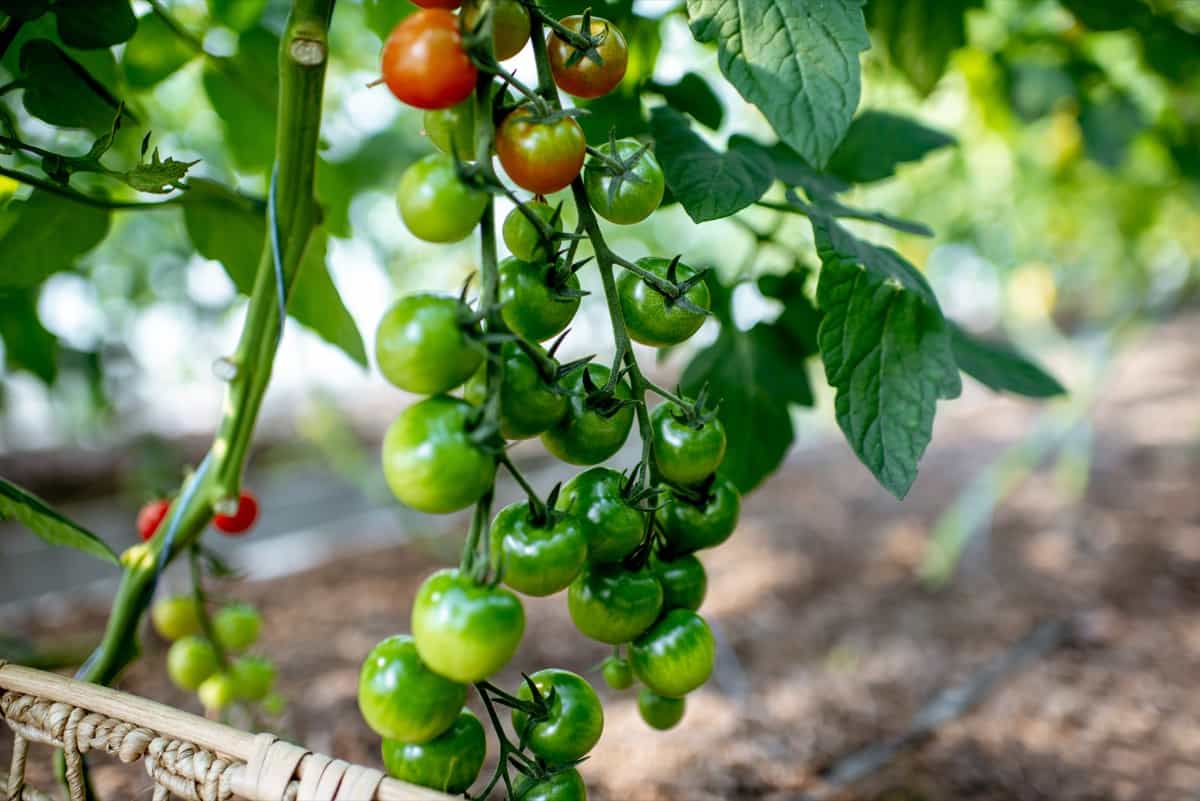 Tomato Farming with Cover Crops: How to Use Legumes for Better Soil ...