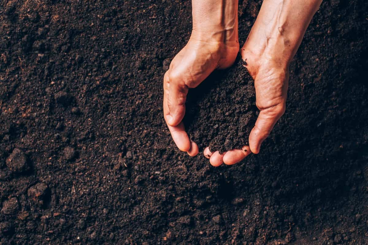 dark moist soil