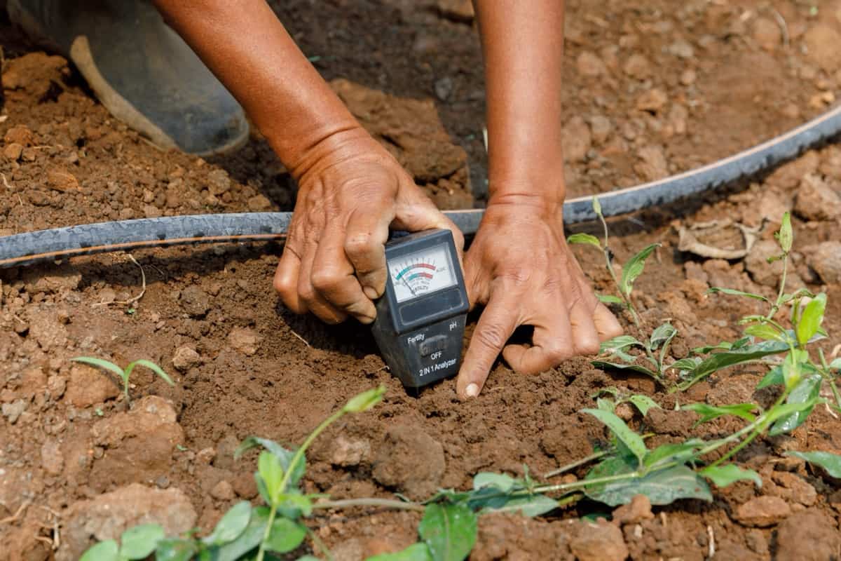 PH meter tester in soil
