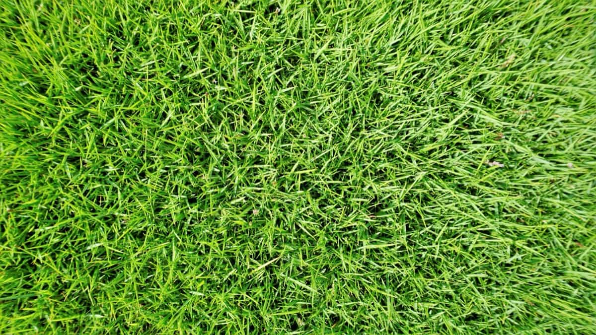 Types of Grass to Grow from Seed1