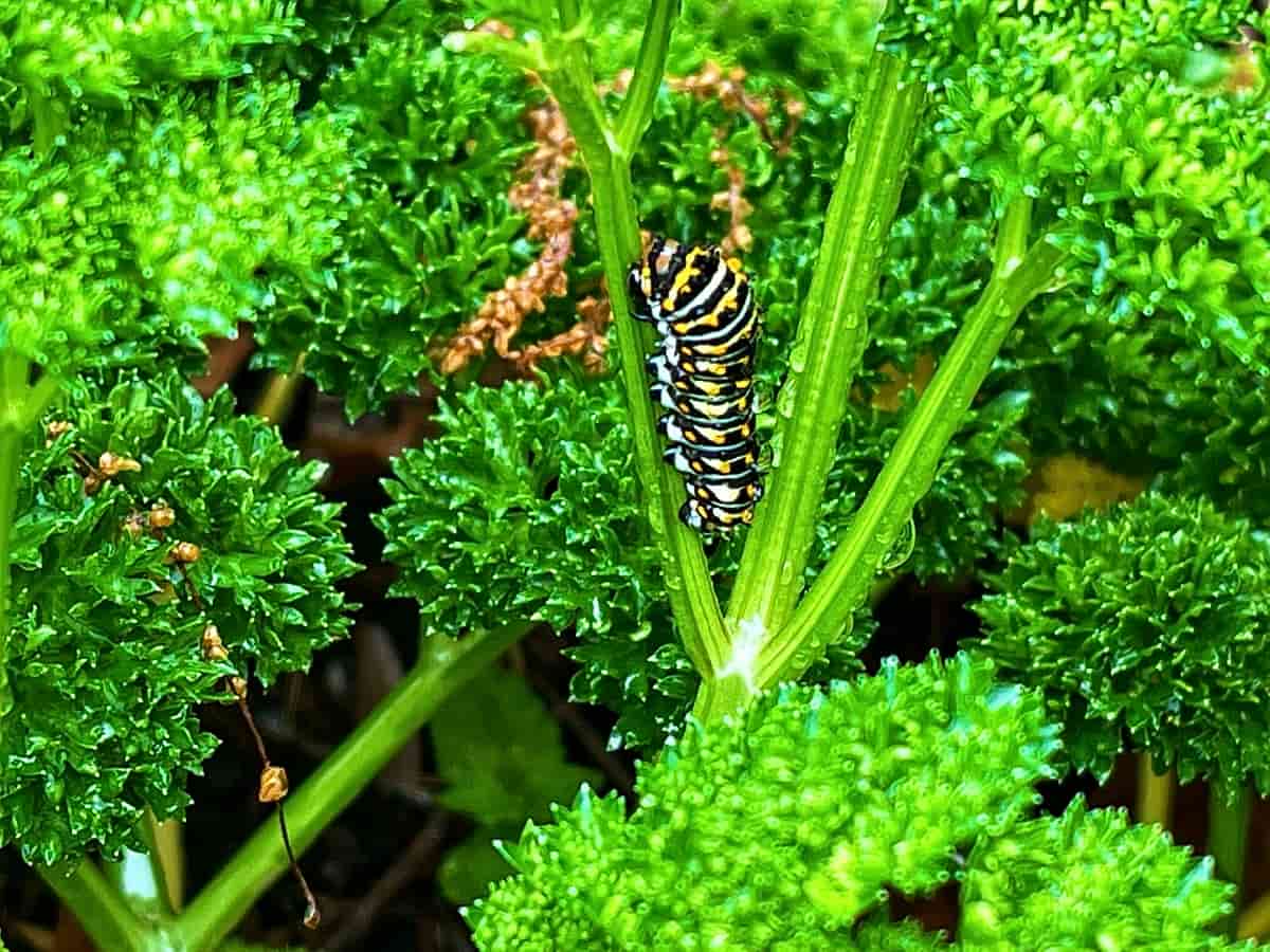 10 Best Homemade Remedies for Caterpillars
