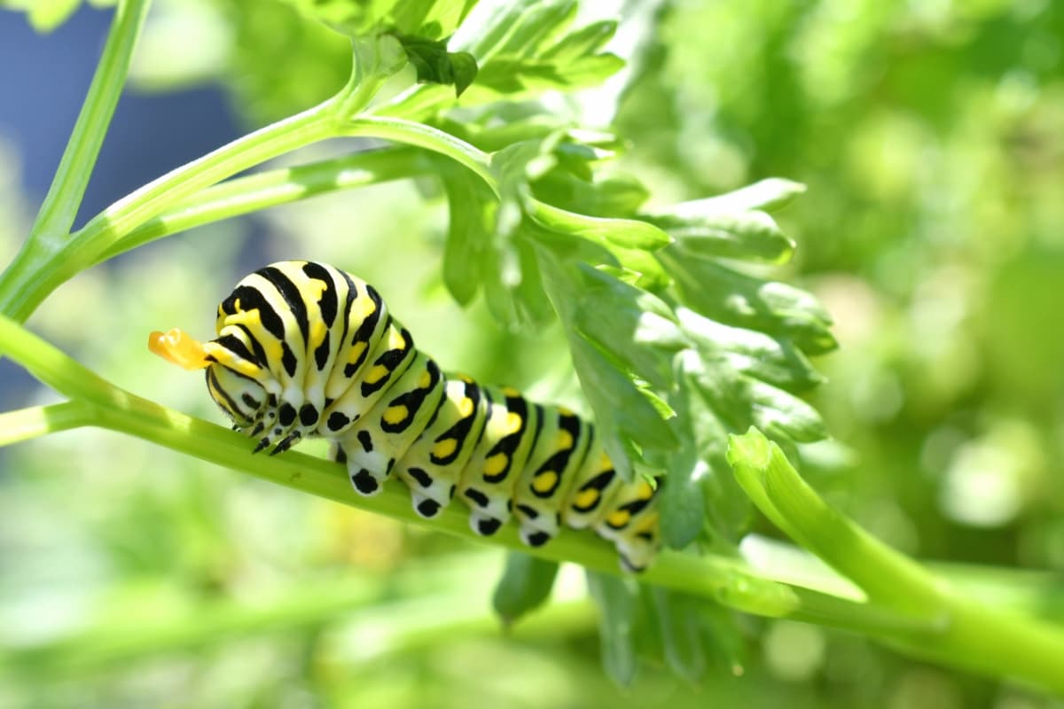 Yellow and Black Swallowtail Butterfly Caterpillar